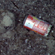 Image for article titled The First Pictures of Life in the Deepest Ocean Vents Ever Discovered
